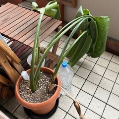観葉植物ユッカ7号の画像