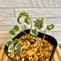 ★取引完了★　観葉植物 フィカス ベンジャミン シタシオン プレステラ105型 プラ鉢 受け皿無し　の画像