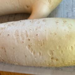 採れたて大根10本♪農薬・化学肥料不使用の画像