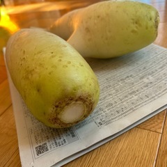 採れたて大根10本♪農薬・化学肥料不使用の画像