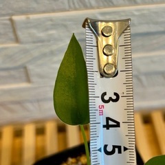 ★お値下げ★　❶観葉植物✨超稀少な子株✨アロカシア タイニーダンサー  プレステラ90型 プラ鉢 受け皿無しの画像