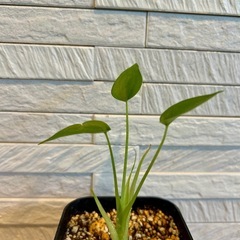 ★お値下げ★　❶観葉植物✨超稀少な子株✨アロカシア タイニーダンサー  プレステラ90型 プラ鉢 受け皿無しの画像