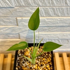 ★お値下げ★　❶観葉植物✨超稀少な子株✨アロカシア タイニーダンサー  プレステラ90型 プラ鉢 受け皿無しの画像