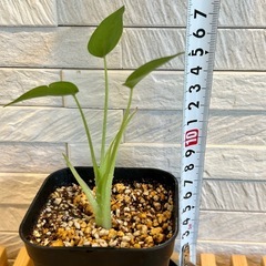 ★お値下げ★　❶観葉植物✨超稀少な子株✨アロカシア タイニーダンサー  プレステラ90型 プラ鉢 受け皿無しの画像