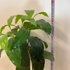 フェイクフラワー（観葉植物）の画像