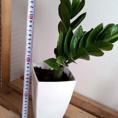 風水で金運が上昇🪙すると言われるザミオクルカス🌿３７センチの画像