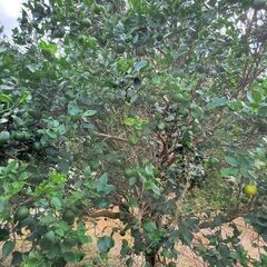 タルガヨー 1kgの画像