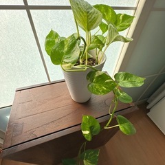 マーブルポトス　高級感のある陶器鉢の画像