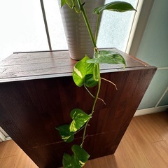 マーブルポトス　高級感のある陶器鉢の画像