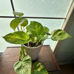 マーブルポトス　高級感のある陶器鉢の画像