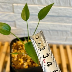 ★お値下げ★　❷観葉植物✨超稀少な子株✨アロカシア タイニーダンサー  プレステラ90型 プラ鉢 受け皿無しの画像