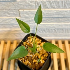 ★お値下げ★　❷観葉植物✨超稀少な子株✨アロカシア タイニーダンサー  プレステラ90型 プラ鉢 受け皿無しの画像