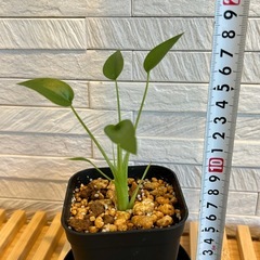 ★お値下げ★　❷観葉植物✨超稀少な子株✨アロカシア タイニーダンサー  プレステラ90型 プラ鉢 受け皿無しの画像