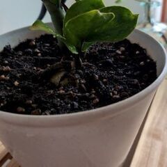 風水で金運が上昇🪙すると言われるザミオクルカス🌿約３４センチの画像