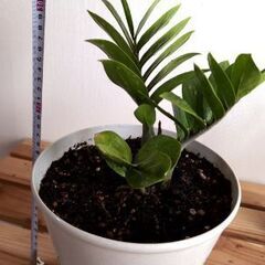 風水で金運が上昇🪙すると言われるザミオクルカス🌿約３４センチの画像