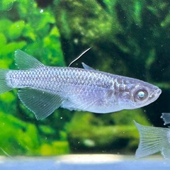 【メダカ】 ブラックダイヤ系RLFアースアイ　5匹の画像