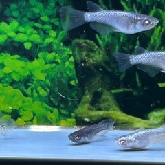 【メダカ】 ブラックダイヤ系RLFアースアイ　5匹の画像