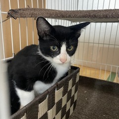 白血病・エイズ検査済み🐈生後３ヶ月✨好奇心旺盛で元気のいい男の子🐈✨