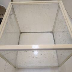 25cmキューブ水槽の画像