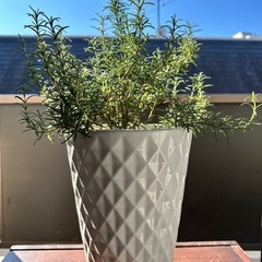 ローズマリー　オシャレな陶器鉢の画像