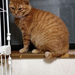 甘えん坊❤茶トラ❤オス猫ちゃん