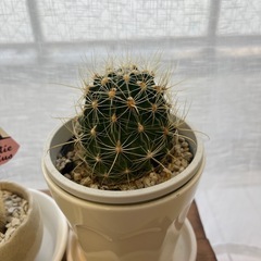 (無料)観葉植物セット！の画像