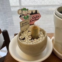 (無料)観葉植物セット！の画像