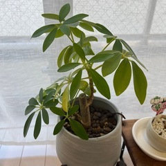 (無料)観葉植物セット！の画像