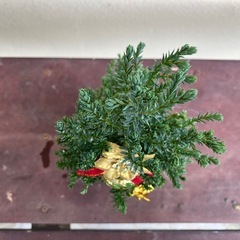 観葉植物🎄の画像