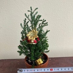 観葉植物🎄の画像