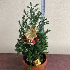観葉植物🎄の画像