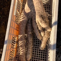 片丘産規格外長芋の画像