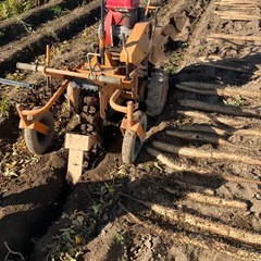 片丘産規格外長芋の画像