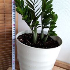 🌟緊急値下げ🚨✨風水で金運が上昇🪙すると言われるザミオクルカス🌿４6センチですの画像