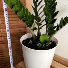 風水で金運が上昇🪙すると言われるザミオクルカス🌿約４９センチの画像