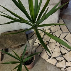 ユッカ　　エレファンティペスの画像