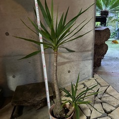 ユッカ　　エレファンティペスの画像