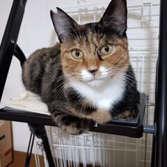 甘えん坊❤人懐こい❤サビ猫ちゃん