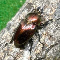 【御成約済】ニジイロクワガタ・レッド系ピカール（成虫ペア）の画像