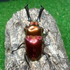 【御成約済】ニジイロクワガタ・レッド系ピカール（成虫ペア）の画像