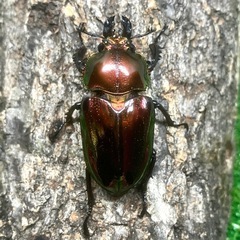 【御成約済】ニジイロクワガタ・レッド系ピカール（成虫ペア）の画像