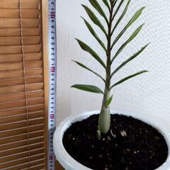 風水で金運が上昇🪙すると言われるザミオクルカス🌿約４3センチ　一本立ちの画像