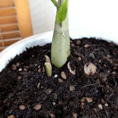 風水で金運が上昇🪙すると言われるザミオクルカス🌿約４3センチ　一本立ちの画像