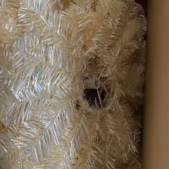 クリスマスツリーの画像