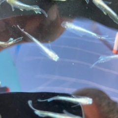 セール❗️ メダカ　エメキン　20匹以上の画像