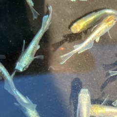 セール❗️ メダカ　エメキン　20匹以上の画像