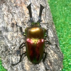 【御成約済】ニジイロクワガタ・ピカール（成虫ペア）の画像