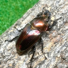 【御成約済】ニジイロクワガタ・ピカール（成虫ペア）の画像