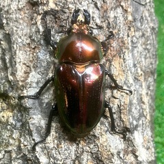 【御成約済】ニジイロクワガタ・ピカール（成虫ペア）の画像