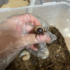 カブトムシ 幼虫 5匹セットの画像